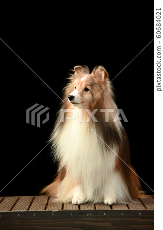Sheltie Sheltie 60684021