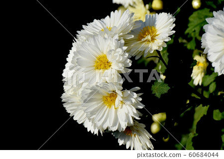 White Chrysanthemum Flower Blooming in Mitaka Nakahara White Chrysanthemum Flower Blooming in Mitaka Nakahara 60684044
