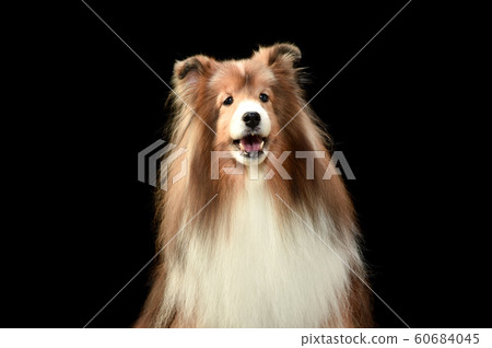 Sheltie Sheltie 60684045