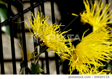 Yellow saga-giku blooming in Mitaka Nakahara 60684159