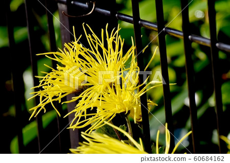 開花在三鷹中原的黃色saga-giku 60684162