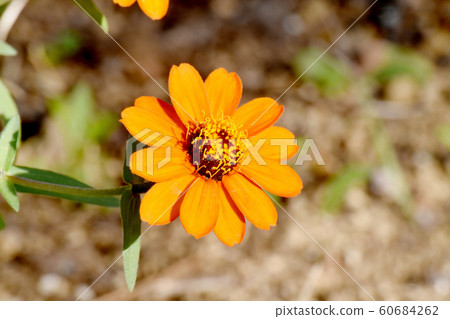 在三鷹中原盛開的橙色百日草花 60684262