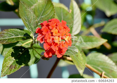 Lantana flowers in Mitaka Nakahara Lantana flowers in Mitaka Nakahara 60684263