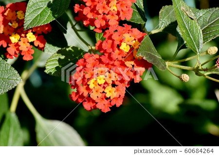 在三鷹三原花的馬tana丹花 60684264