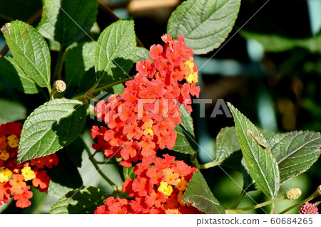Lantana flowers in Mitaka Nakahara 60684265