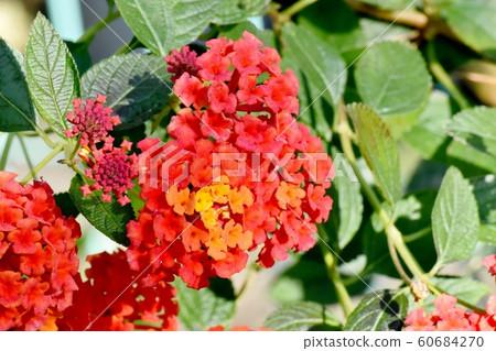 Lantana flowers in Mitaka Nakahara Lantana flowers in Mitaka Nakahara 60684270