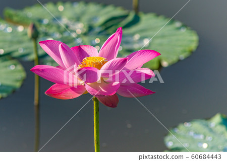 Close up photo of beautiful blooming lotus on water Close up photo of beautiful blooming lotus on water 60684443