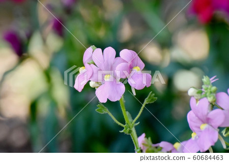 Purple perennial Nemesia flower blooming in Mitaka Nakahara Purple perennial Nemesia flower blooming in Mitaka Nakahara 60684463