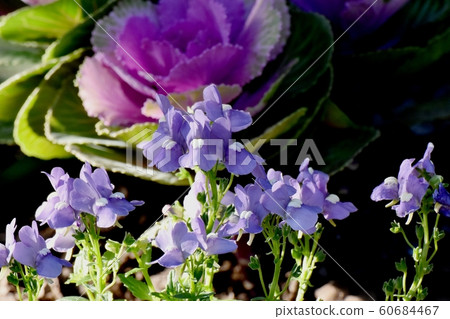 Blue-violet perennial Nemesia flower blooming in Mitaka Nakahara Blue-violet perennial Nemesia flower blooming in Mitaka Nakahara 60684467