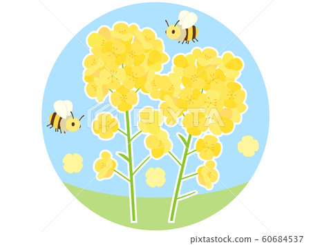 Rape flower 6 Rape flower 6 60684537