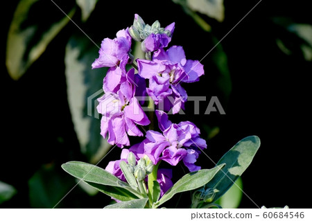 Purple stock flowers blooming in Mitaka Nakahara Purple stock flowers blooming in Mitaka Nakahara 60684546