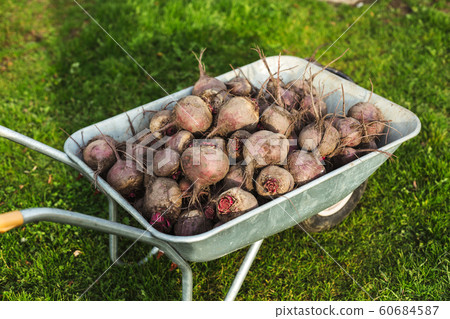 A large pile of beets in a cart on a summer cottage 60684587