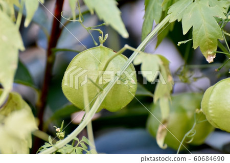 Fusenkazura which becomes Mitaka Nakahara 60684690