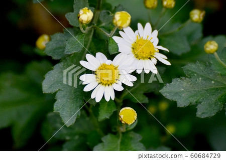 開花在三鷹中原的白色菊花花 開花在三鷹中原的白色菊花花 60684729