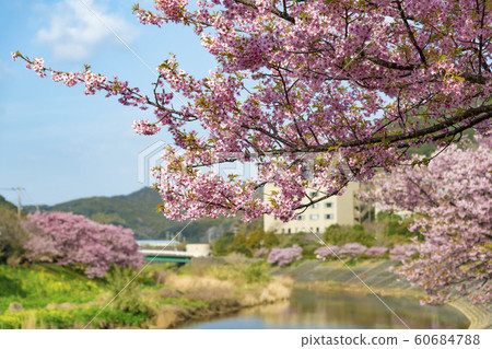 [Kawazu Sakura Minamiizu Town] 60684788