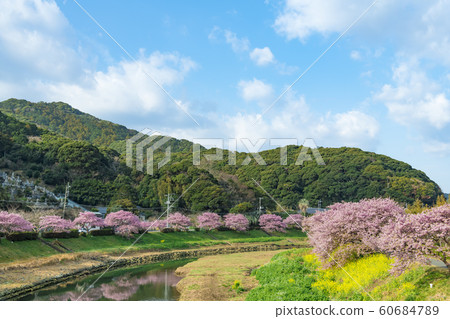 [河津櫻南水町] 60684789