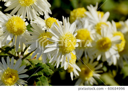 White Chrysanthemum Flower Blooming in Mitaka Nakahara White Chrysanthemum Flower Blooming in Mitaka Nakahara 60684996