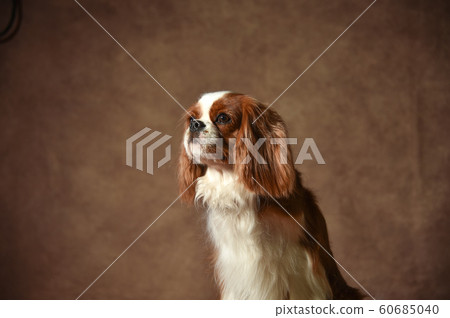 Cavalier Cavalier 60685040