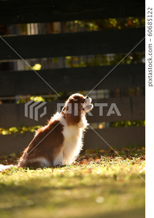 騎士 騎士 60685122