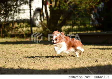 Cavalier Cavalier 60685196