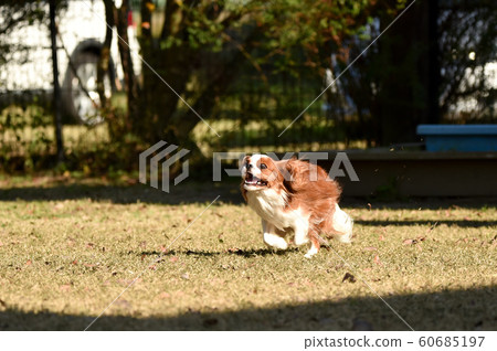 Cavalier Cavalier 60685197