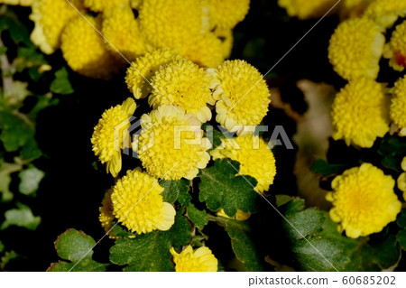 中原三鷹的黃色菊花（噴霧媽媽）花 60685202