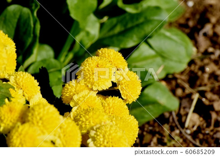 Yellow chrysanthemum (spray mum) flowers in Mitaka Nakahara Yellow chrysanthemum (spray mum) flowers in Mitaka Nakahara 60685209
