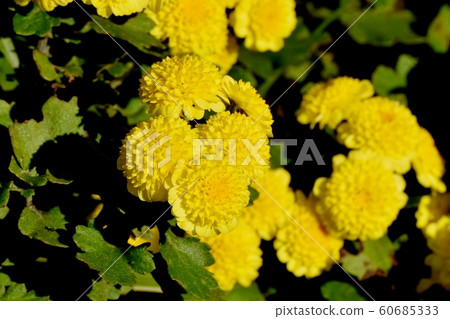 Yellow chrysanthemum (spray mum) flowers in Mitaka Nakahara 60685333