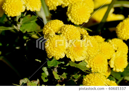 Yellow chrysanthemum (spray mum) flowers in Mitaka Nakahara 60685337