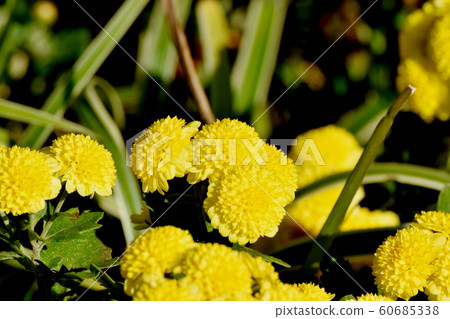 Yellow chrysanthemum (spray mum) flowers in Mitaka Nakahara Yellow chrysanthemum (spray mum) flowers in Mitaka Nakahara 60685338