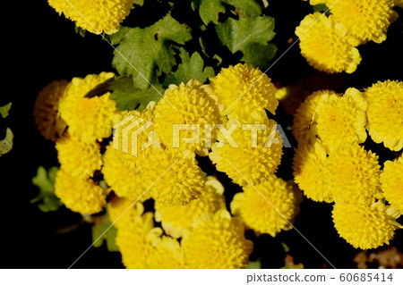 中原三鷹的黃色菊花(噴霧媽媽)花 中原三鷹的黃色菊花(噴霧媽媽)花 60685414