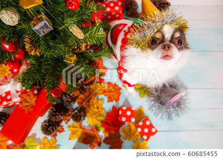 Adorable chihuahua dog wearing a New Year conical hat on festive background. 60685455
