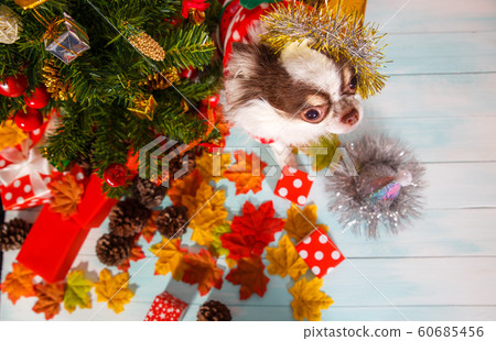 Adorable chihuahua dog wearing a New Year conical hat on festive background. 60685456
