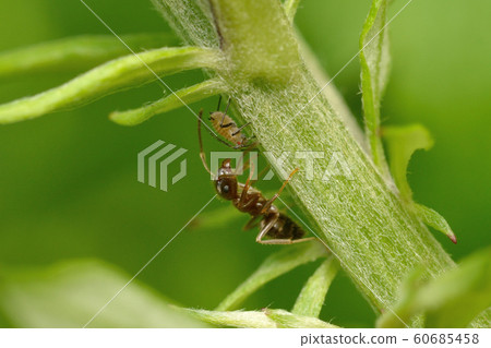 阿里和蚜蟲 60685458