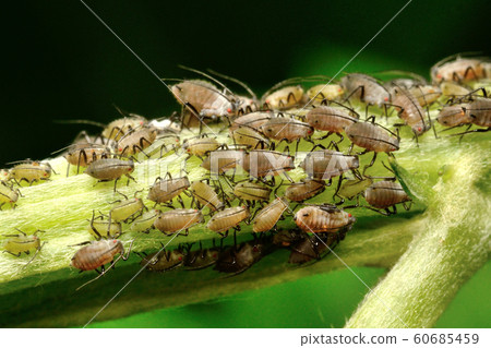 群有牧 群有牧 60685459