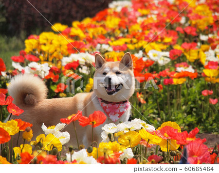五顏六色的花壇和柴犬 五顏六色的花壇和柴犬 60685484