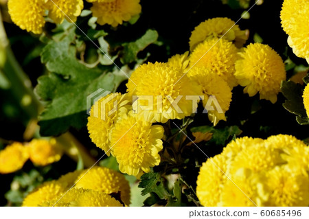 中原三鷹的黃色菊花（噴霧媽媽）花 60685496