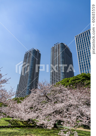 [Hama-rikyu Park] Somei Yoshino] 60685559