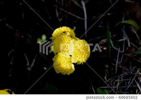 Yellow chrysanthemum (spray mum) flowers in Mitaka Nakahara 60685602
