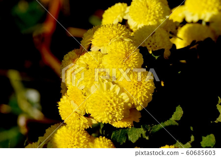 Yellow chrysanthemum (spray mum) flowers in Mitaka Nakahara 60685603