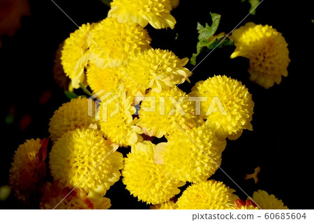 Yellow chrysanthemum (spray mum) flowers in Mitaka Nakahara 60685604