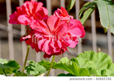 Pink geranium flowers in Mitaka Nakahara Pink geranium flowers in Mitaka Nakahara 60685788
