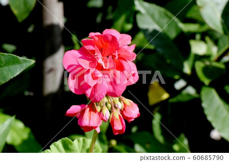 Pink geranium flowers in Mitaka Nakahara Pink geranium flowers in Mitaka Nakahara 60685790