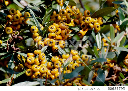 在三鷹中原盛開的橙色火棘 60685795