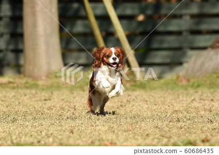 Cavalier Cavalier 60686435