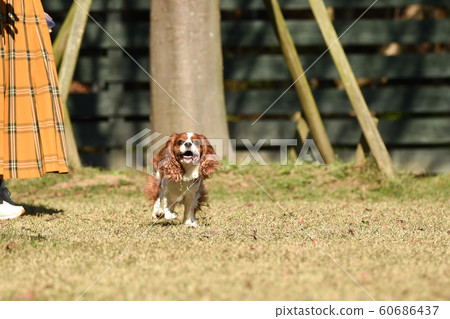 Cavalier Cavalier 60686437
