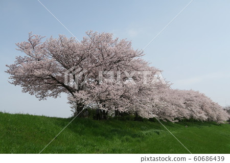 Yodogawa River Park-Nagagara District- Yodogawa River Park-Nagagara District- 60686439
