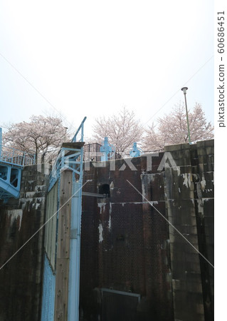 The cherry blossoms of the former Kuma 1st Gate 60686451