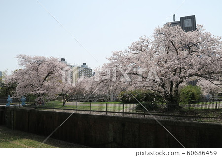 櫻花在舊的凱瑪第一鎖 60686459