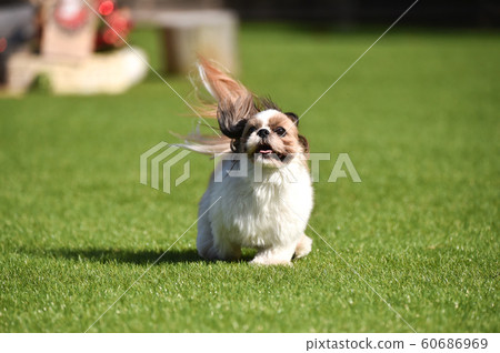 Shih tzu Shih tzu 60686969